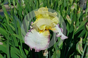 Bearded Iris variety Kiss of Kisses