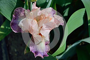 Bearded Iris variety Overflowing Heart