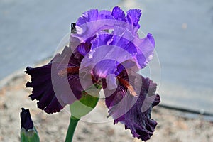 Bearded Iris variety Romantic Evening