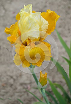 Bearded Iris variety Salzburg Echo