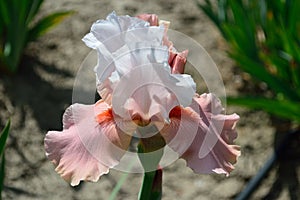 Bearded Iris variety Sugar Magnolia