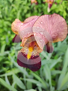 Bearded Iris with water drops