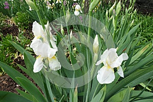 Bearded irises with three white flowers and buds