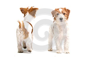 Jack Russell Terrier photo