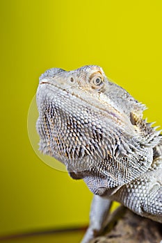 Bearded lizard on a branch