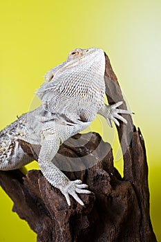 Bearded lizard on a branch