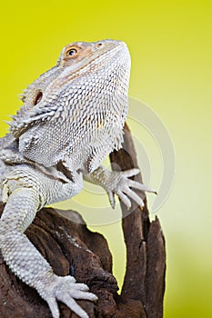 Bearded lizard on a branch