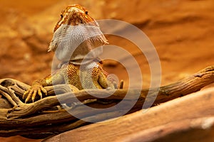 A bearded lizard on a branch in a desert
