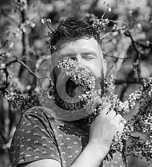 Bearded man with fresh haircut sniffs bloom of judas tree. Tranquility concept. Hipster enjoys aroma of violet blossom