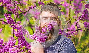 Bearded man with fresh haircut sniffs bloom of judas tree. Tranquility concept. Man with beard and mustache on peaceful