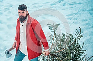 Bearded man with freshly cut down Christmas tree in forest. Hipster woodsman with Christmas tree. Purchase and delivery