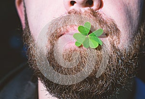 Bearded man lips holds green leaf of clover