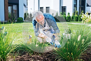 Bearded man wearing white gloves using little hoe while grubbing the weeds up