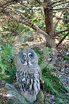 a bearded owl from the Berlin zoo. the view is directed to the observer