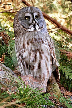 a bearded owl from the Berlin zoo. the view is directed to the observer