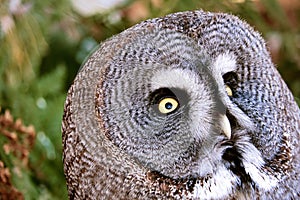 a bearded owl from the Berlin zoo. the view is directed to the observer