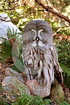 a bearded owl from the Berlin zoo. the view is directed to the observer