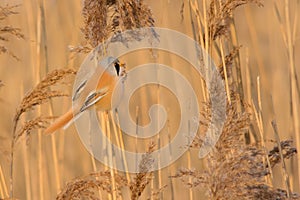 Bearded parrotbill on a reed