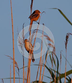 Bearded parrotbills in warm sunrise light