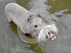 Bearded pig in water