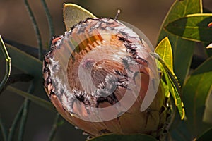 Bearded Protea Protea laurifolia 12723