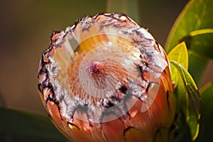 Bearded Protea Protea laurifolia 12728