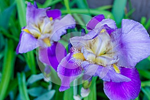 Bearded purple iris in the shade