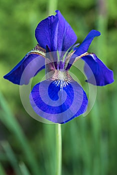 Bearded Purple Iris