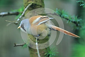 Bearded reedling