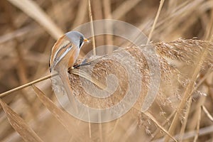 The bearded reedling