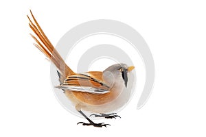 Bearded Reedling or Beraded tit, panurus biarmicus, male. Isolated on white background