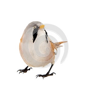 Bearded Reedling or Beraded tit, panurus biarmicus, male. Isolated on white background