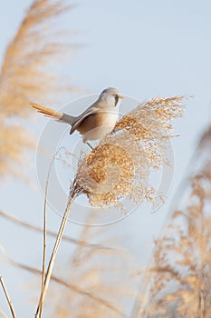 Bearded Reedling bird