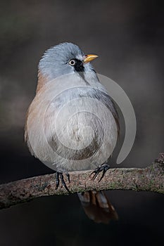 Bearded reedling close up