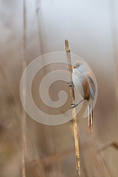 Bearded reedling