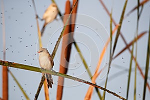 Bearded reedling festin