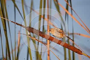 Bearded reedling festin