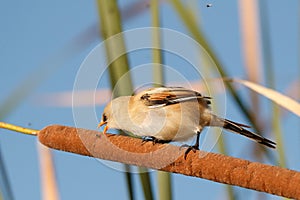 Bearded reedling festin