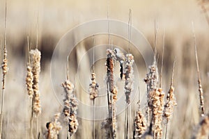 Bearded reedling male on reeds