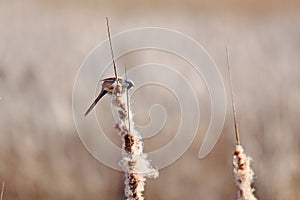 Bearded reedling male on reeds