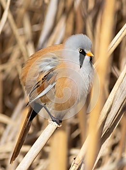 Bearded reedling, Panurus biarmicus. The bird fluffed out its feathers