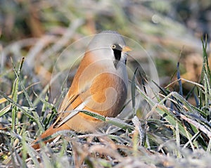 Bearded reedling, Panurus biarmicus. Frosty morning. The male sits in the frost-covered grass