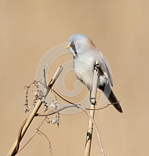 Bearded reedling, Panurus biarmicus. A male bird perched on a reed stalk on a flat background