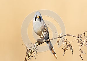 Bearded reedling, Panurus biarmicus. A male bird perched on a reed stalk on a flat background