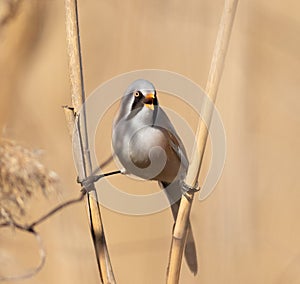 Bearded reedling, Panurus biarmicus. A male bird sits on twine on reed stalks by the river