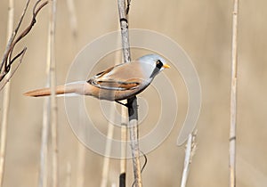 Bearded reedling, Panurus biarmicus. A male bird sitting on a reed stalk, shot in close-up