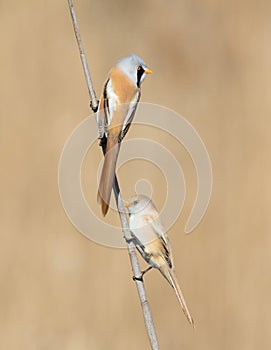Bearded reedling, Panurus biarmicus. A male and female sitting on a reed stalk on a riverbank