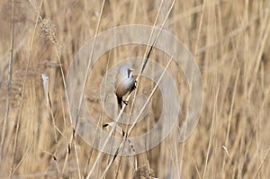 Bearded reedling, Panurus biarmicus. A male sits in a reed thicket on the riverbank