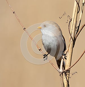 Bearded reedling, Panurus biarmicus. On a sunny morning, a female sits on the branch of a plant