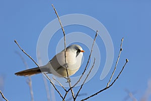 Bearded reedling sits on  branch on an autumn sunny day